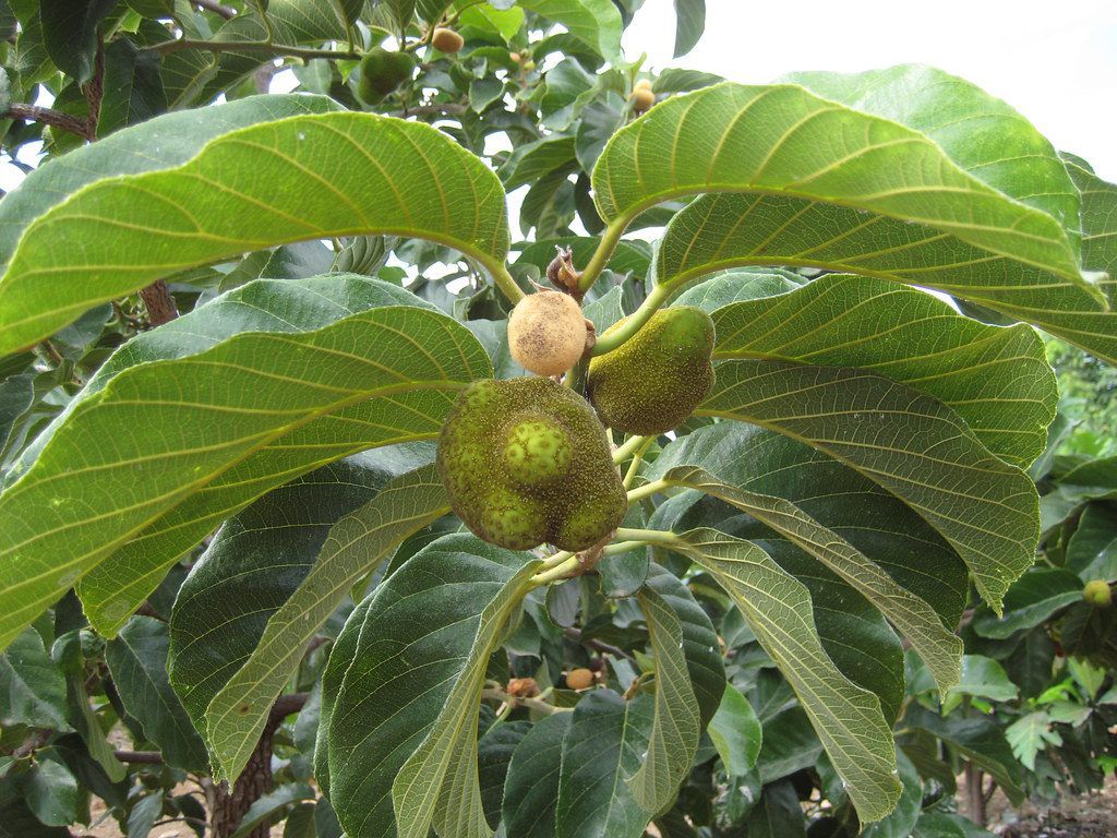Cây Chay. Artocarpus lakoocha Roxb - Cây Thuốc Nam Quanh Ta